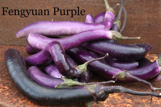 Fengyuan Purple (baklažānu sēklas)
